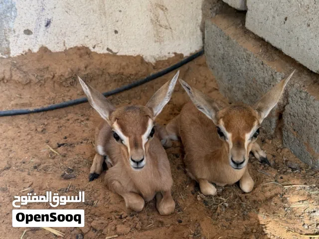 زوج غزلان الدماني