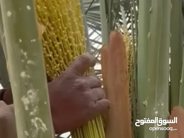 فسائل برحي حر للبيع عدد7