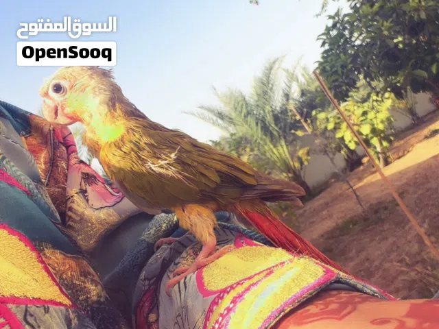 كنيور باينابل رد فاكتور