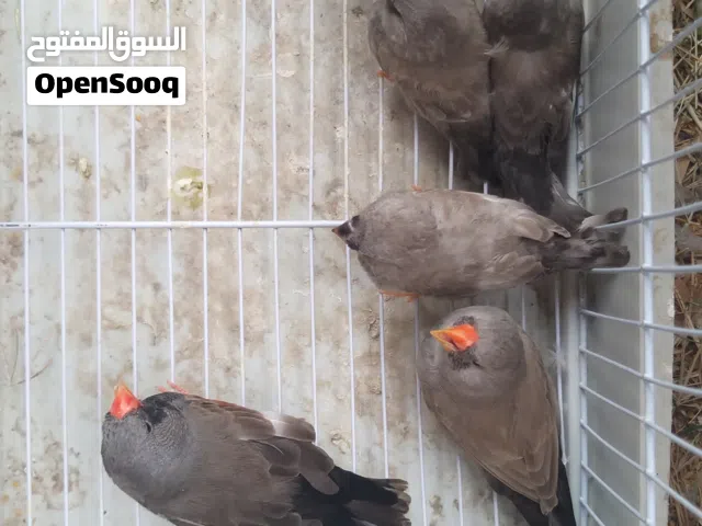 3اجواز شاركول و3 اناتي فرديات