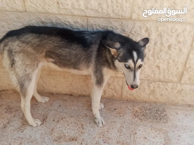 كلبة هاسكي عمر 4 شهور ونص اليفة جدا معها كرت مطعوم سبب البيع عدم التفرغ لها