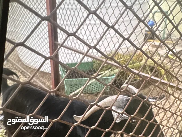 تيس عمره سنتين