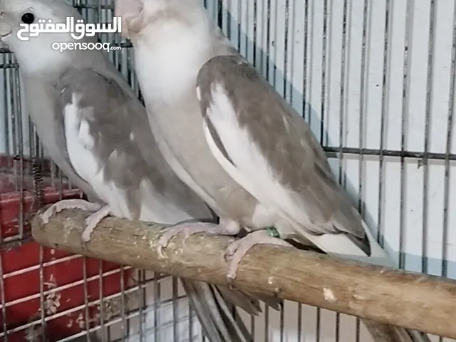 جوز كوكتيل وايت فيس سبلت ألبينو للبيع