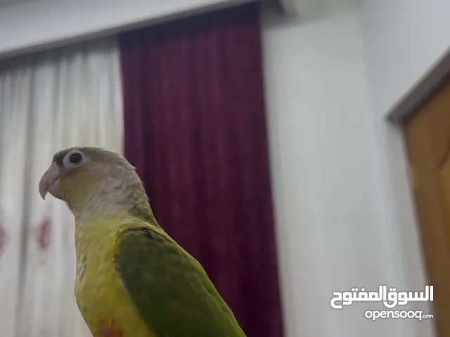 كنيور للبيع