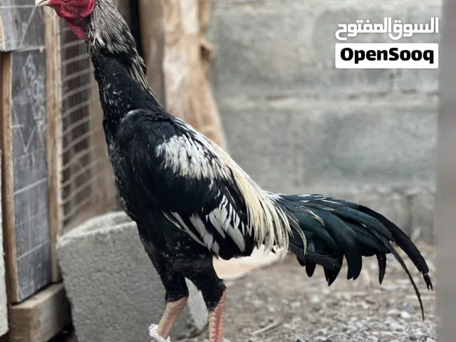 ديك باكستاني