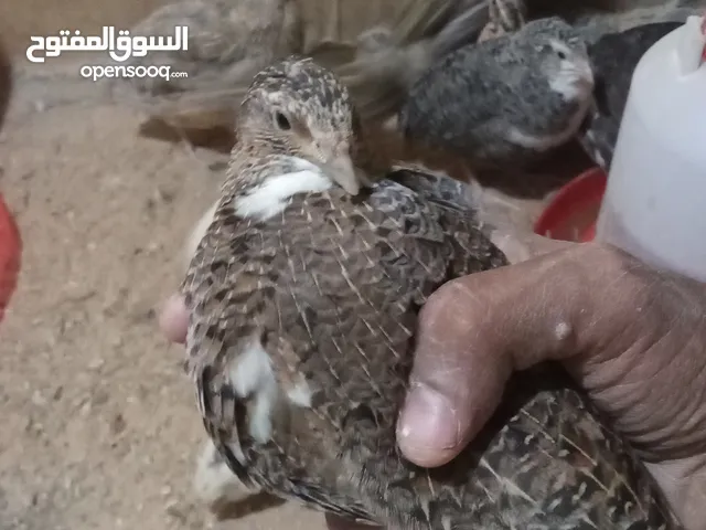 دجاج سمان بيض