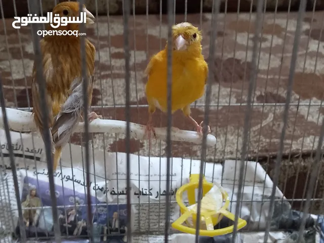 جوز تركيب جديد وأول خيرو