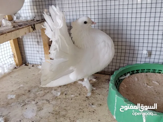 حمام زينه البيع