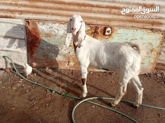 السلام عليكم اقرا الوصف