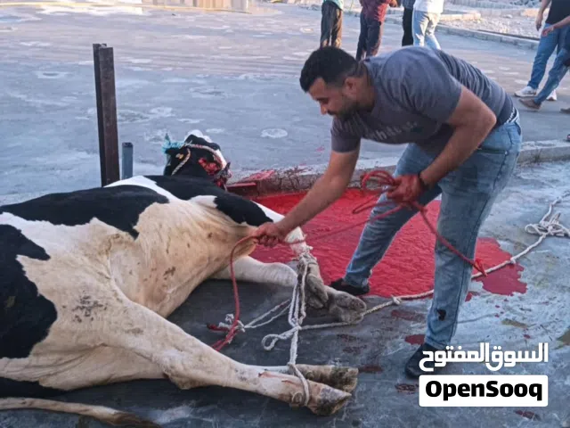 جزار للعيد في جميع مسقط