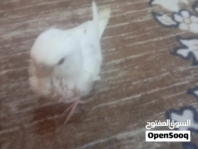 طير كوكتيل البينو عيون حمر للبيع