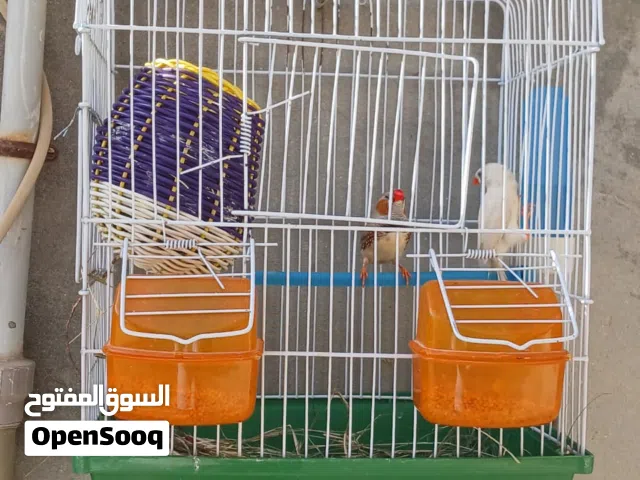 كوبيه زيبرا الله يبارك للبيع