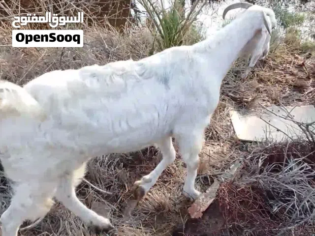 صخله خشنه وصاحيه مكفوله من كلشي للبيع
