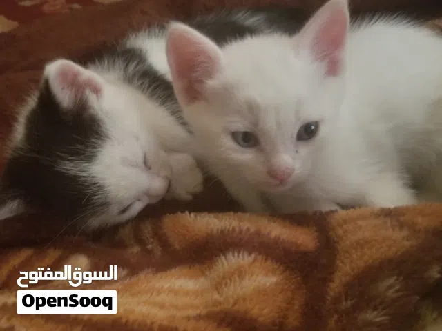 قطتين اليفه وجميله جدآ