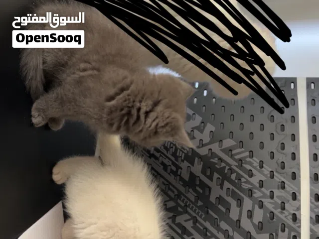 قطتين شيرازيت من ام شيرازيه و ذكر british short hait للبيع