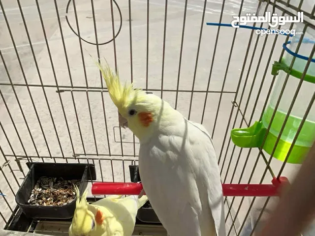 عصفورين كوكتيل لاتينيو عين حمرا