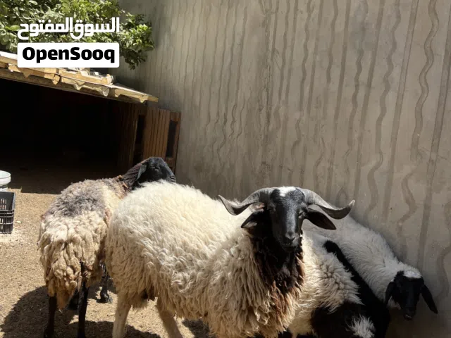 خرفان للبيع