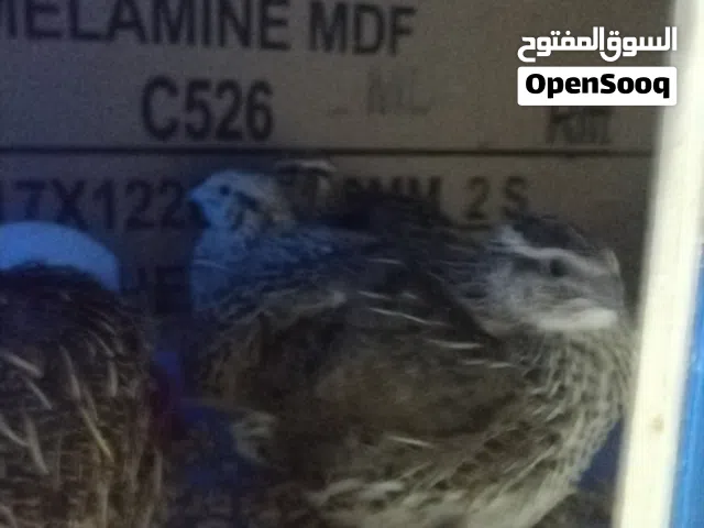 فري سمان بياض للبيع