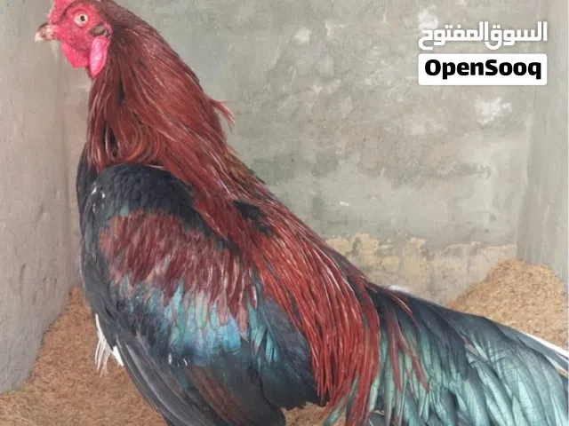 عمر الديج سنه1.7 نوع تركي تايلندي لاعب لعبتين فاز وحد وخسر وحد شرط الديج سليم حار عدل ديج مستورد ا
