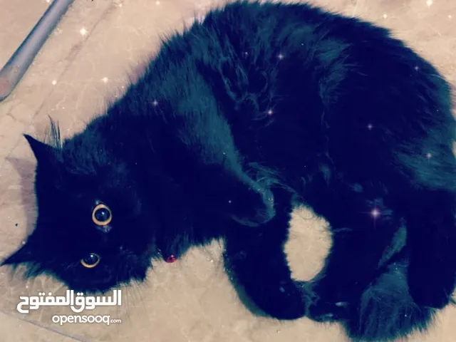 قطة للتبني