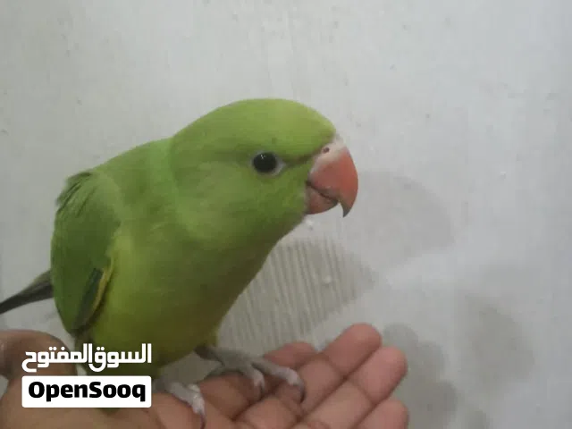 للبيع دره.