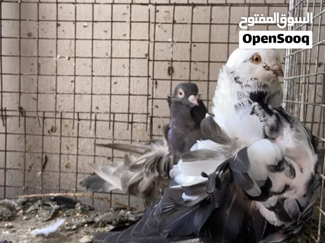 السلام عليكم الي له رغبه في طيور كشكي ولا شمسي أمريكي يجي خاص