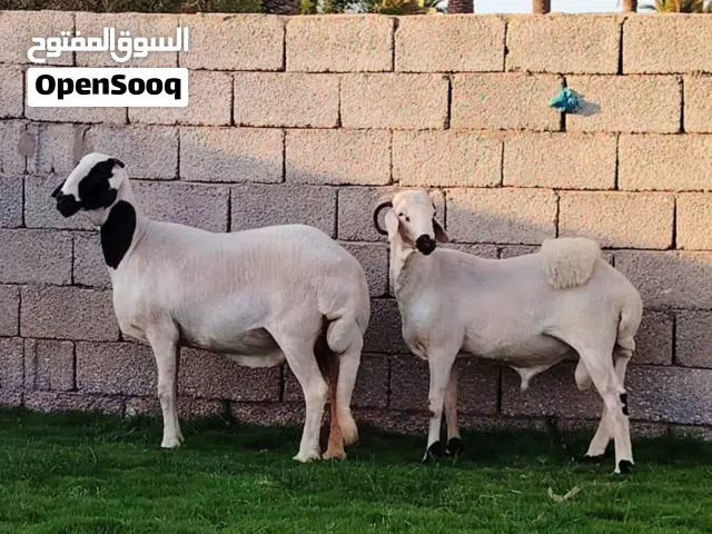 نعجه هين تحت حولي ربي يبارك