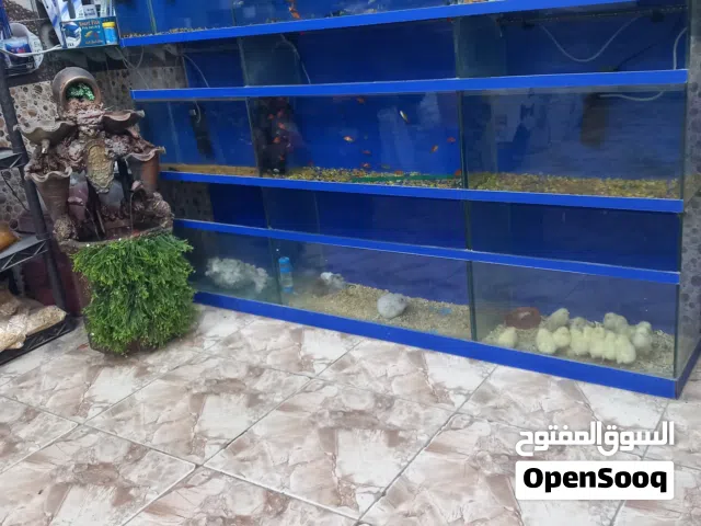 حواض سمك تفصيل