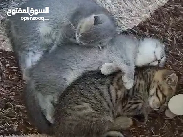 Scotch Fold and American Curl Kittens