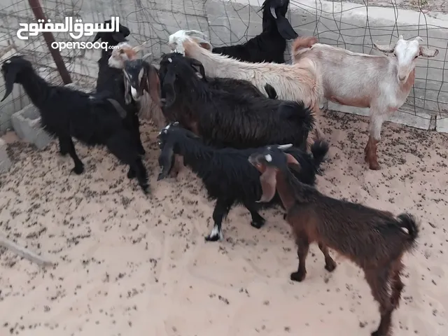 بسم الله توكلنا على الله يوجد لدينا 6 عنايق معاهم 4 جديان للبيع ب550 دينار الواحد