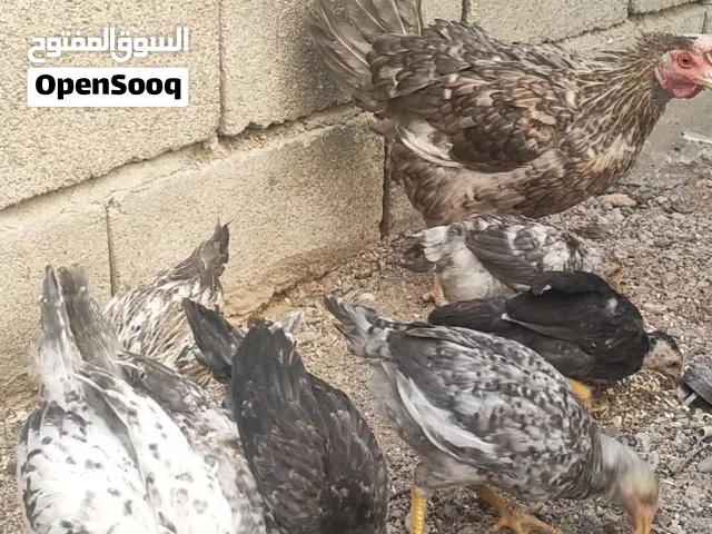 دجاجة عربية وراها 7