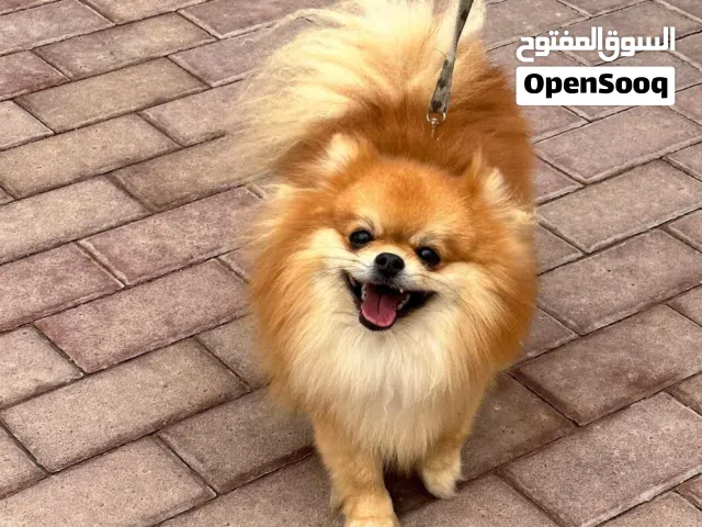 Pomeranian pure mini