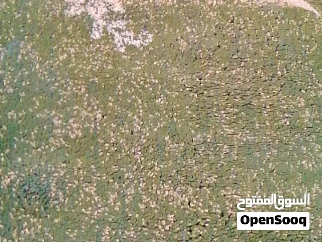 4 سجادات طقم كامل شبه جديد  عبارة عن 2 كبار قياس كل وحدة فيهم  3 ب 4 وثنتين صغار
