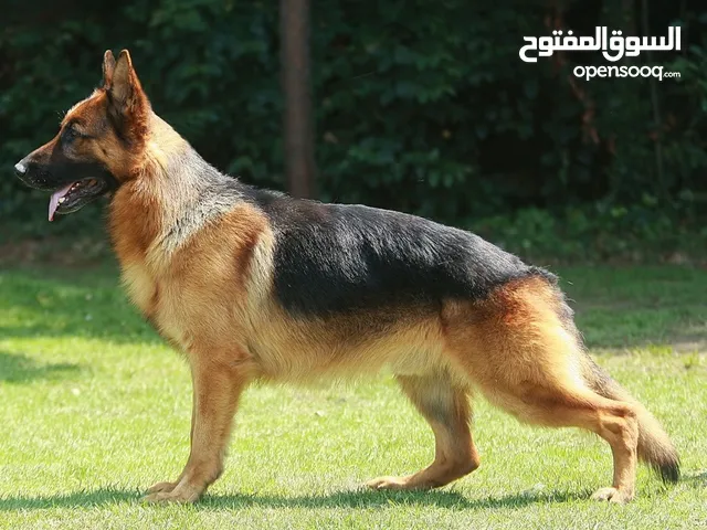مطلوب نثية جيرمن شوبرد