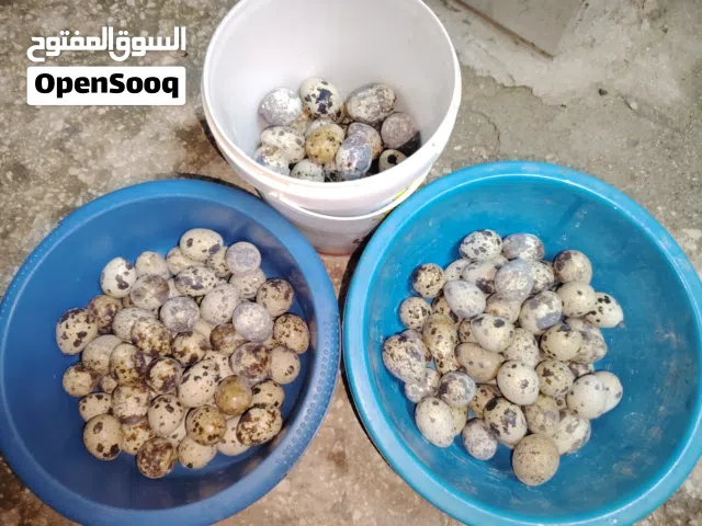 متوفر بيض فري مائدة