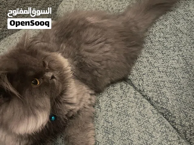 قط عمره 5 اشهر متعود على ليتر بوكس