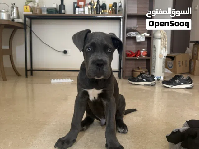 كين كوسرو 3 شهور كامل تطعيمات