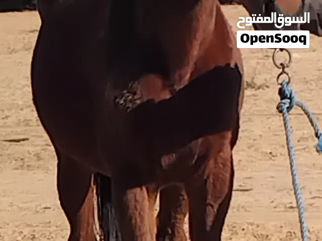 فراس لبيع عمر11سنه أنجليزيه مستورده