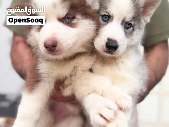Husky puppies يراوه هاسكي