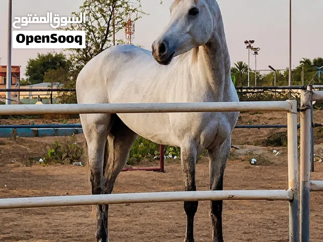 فرس عربي اصيل