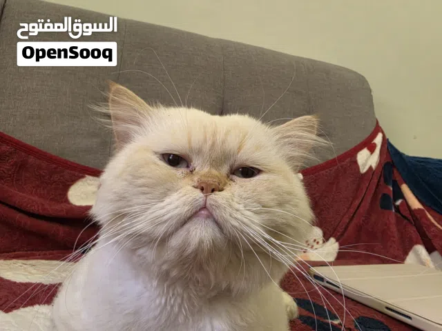 قط التبني  طيب و حبوب