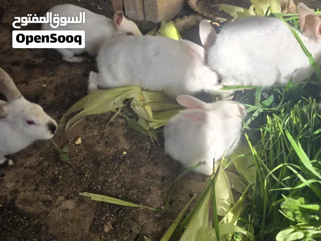 ارانب للبيع