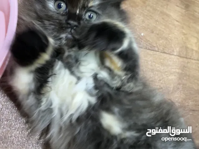 2 month old Kitten (Persian)