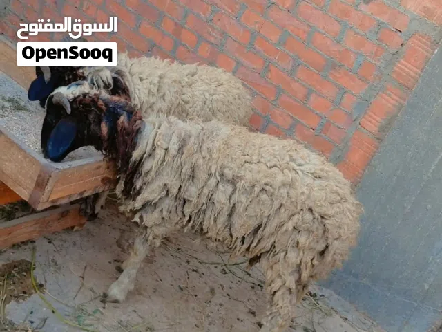 بسم الله الرحمن الرحيم بسم الله الرحمن الرحيم الاثنين13/4/20