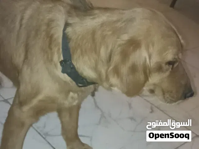 تنايه جولدن اربع شهور