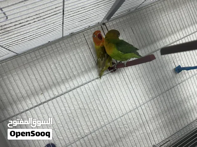ما شاء الله جوز فيشر شغال ميه بلميه و على الضمان