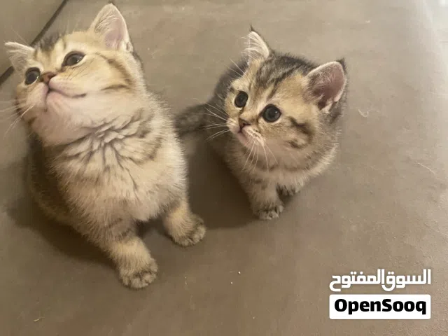 قطط سكوتش ستريت بيور من أصول مسجلة مستورده من اوكرانيا للبيع بأسعار مغرية جدا