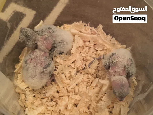 فروخ بركاديلو ترويض