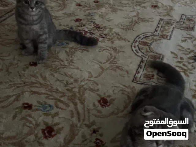 قطط للبيع سكوتش فولد