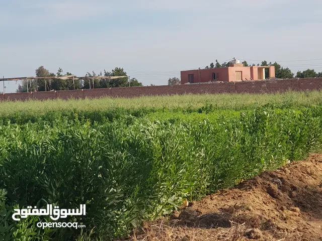 Farm Land for Sale in Sharqia New Salhia